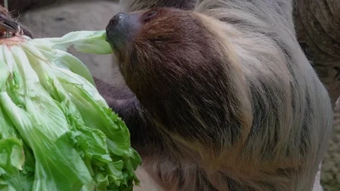 Close up view of a sloth eating Stock Footage 273500303