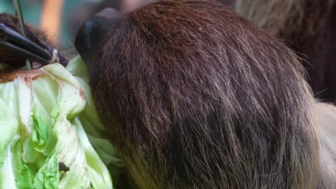 Close up view of a sloth eating Stock Footage 273500439