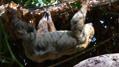 Close up view of a sloth Stock Footage 272353081