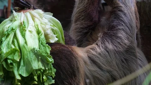 Close up view of a sloth Stock Footage 272353617