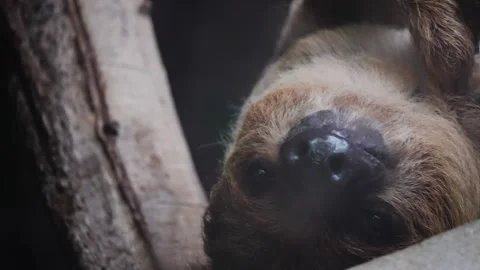 A Close view of a sloth head Stock Footage 297013719
