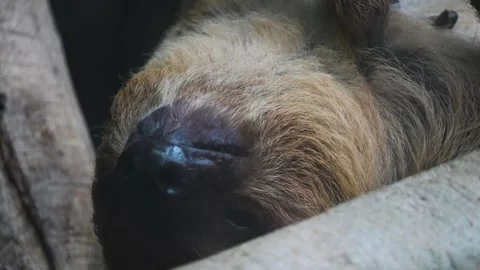 Close up view of a sloth head Stock Footage 297018525