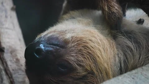 Close up view of a sloth head Stock Footage 297022084