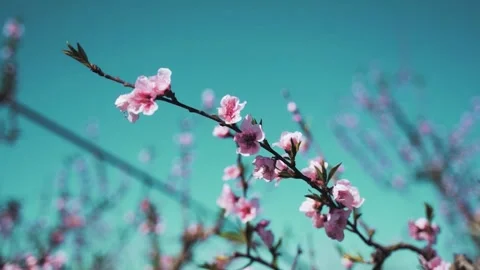 Close up view slow motion 4k stock video footage of fresh branches of lilac tree Stock Footage 275632942