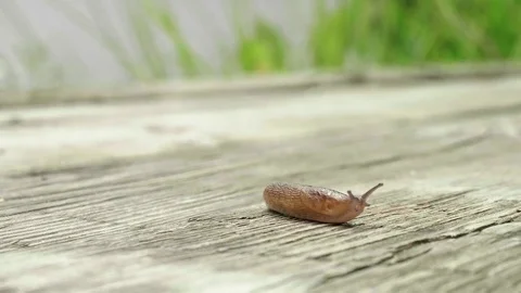 Close up view of slug creeping on pier Video stock 79010814