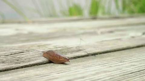 Close up view of slug creeping on pier Video stock 79010877