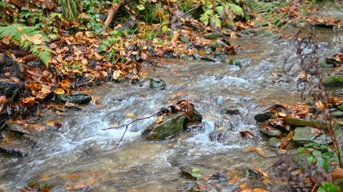 Close up view of small Alpine stream flowing downstream Stock Footage 143022144