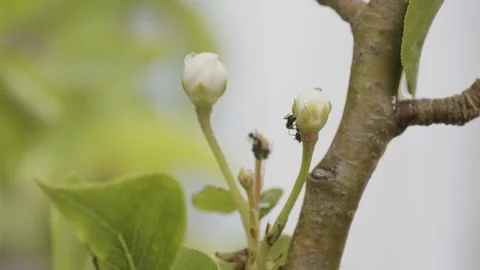 Close-up view of small ants exploring a closed peach tree flower bud, moving Stock Footage 341621068