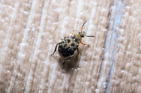 Close-up view of a small beetle with a patterned shell on a textured surface Stock Photos