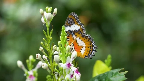Close up view of small black and orange butterfly on a white flower. Tiny Stock Footage 112942307