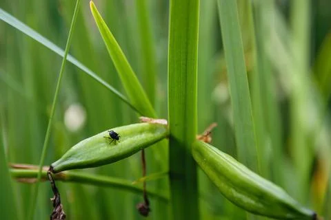 Close-up view of a small black bug resting on green leaves in nature Stock Photos