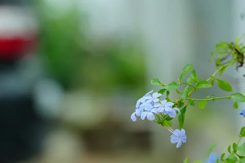 A close-up view of small blue flowers Stock Photos