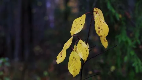 Close up view of small branch with bright yellow autumn leaves showing detail of Stock Footage 325697849