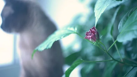 Close up view on a small bud of a blooming rose indoor. Siamese cat on backgroun Video stock 120581242