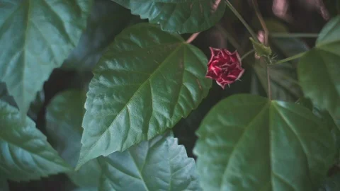 Close up view on a small bud of a blooming rose indoor Stock-Footage 120581354