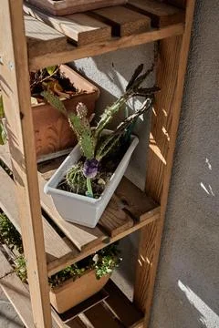 Close-up view of small cactus in white planter placed on wooden garden shel.. Stock Photos