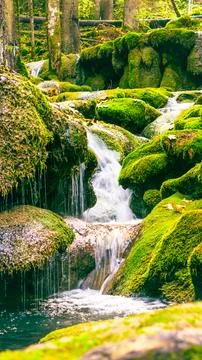 Close view of small cascading waterfall surrounded by moss and golden autum.. Stock Photos