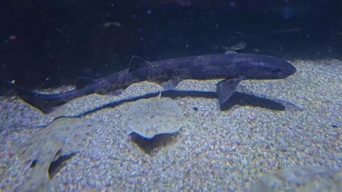 Close view of a small catshark Stock Footage 277365162