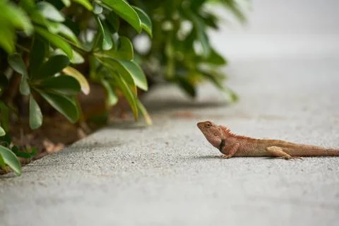 Close-up view of a small chameleon Stock Photos