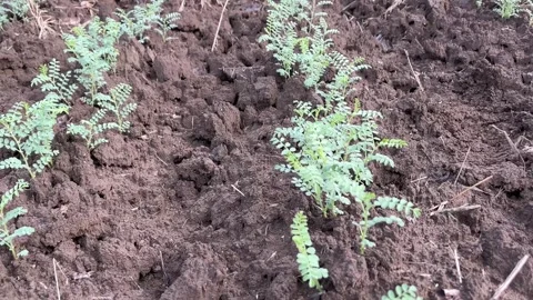 Close-Up View of Small Chickpea Plant Growing in Farm Field Видео 320387079