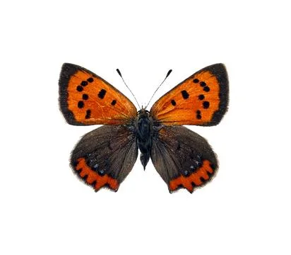 Close view of a small copper butterfly Lycaena phlaeas with bright orange w.. Stock Photos