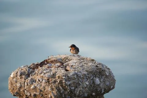 Close-up view of small cute bird on the pole Stock Photos