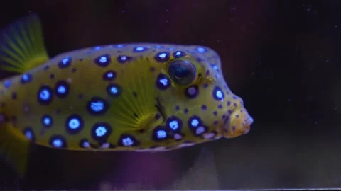 Close view of a small doted box puffer fish  Stock Footage 251741784
