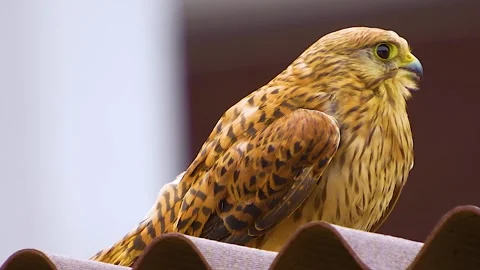 Close up view of a small falcon  Stock Footage 254174448