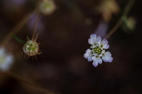 Close up view of the small field flower over dark background Fotos Stock