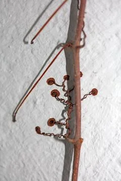 Close up view of small flower climbing on the old white wall of old buildin.. Stock Photos