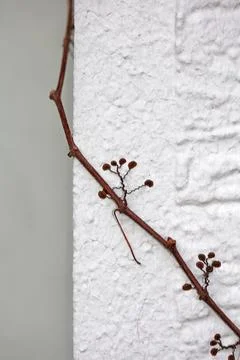Close up view of small flower climbing on the old white wall of old buildin.. Stock Photos