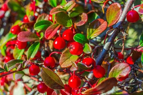 Close-up view of small, glossy red berries clustered among colorful leaves,.. Stock Photos