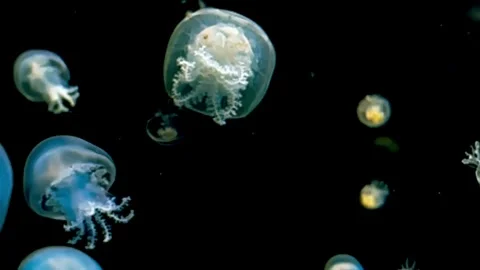 Close-up View of Small Glowing Translucent Jellyfish Floating in the  Aquarium Stock Footage 286215940
