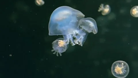 Close-up View of Small Glowing Transparent Jellyfish Moving in the Aquarium Stock Footage 286216023