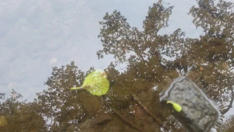 Close View Of Small Green Leaf Floating On Calm Reflective River Water Stock Footage 348062983