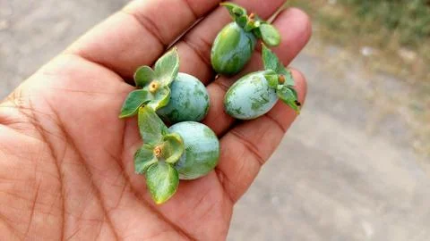 Close Up View Of Small Green Persimmon Fruits Held In Hand 库存照片