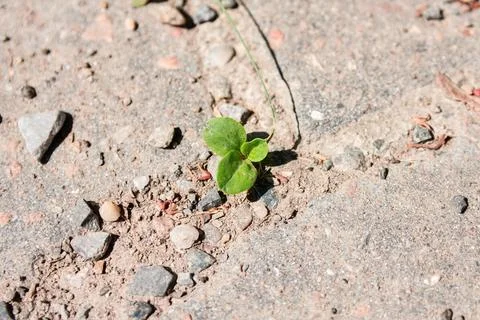 Close-up view of a small green plant sprout growing through concrete cracks.. Stock Photos