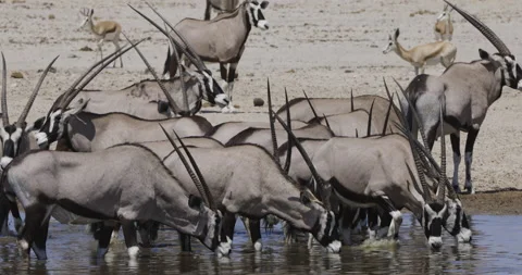 Close-up view of a small group of oryx(gemsbok) drinking at a waterhole in Video stock 144236288
