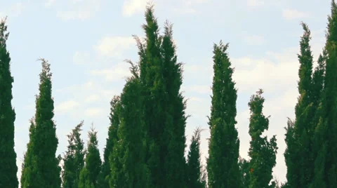 Close-up view of a small grove of green Fastigiate Mediterranean cypress tree Stock-Footage 65999018