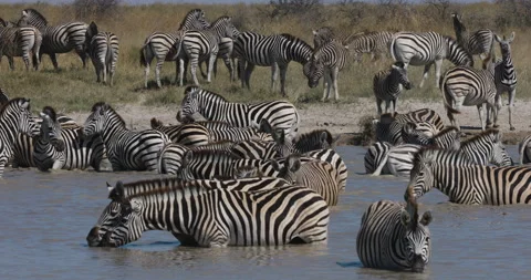 Close-up view of a small herd of zebras standing and drinking in a waterhole.  Stock Footage 155329571