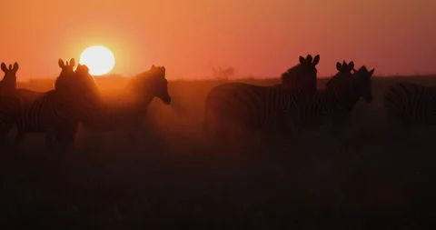 Close-up view of a small herd of zebras at sunset.  Zebra Migration Botswana Stock Footage 155330196
