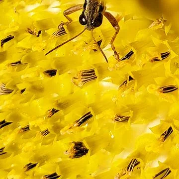 Close-up view of a small insect on bright yellow sunflower pollen in a natu.. Stock Photos
