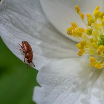 Close-up view of a small insect resting on a delicate white flower during a s Stock Photos