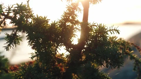 Close view of a small juniper bush at sunset Stock Footage 163908042