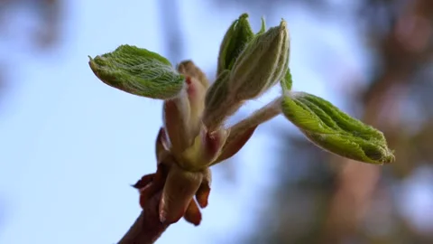 Close-up view of small leaves in conker - common chestnut buds in springtime Stock Footage 154321450