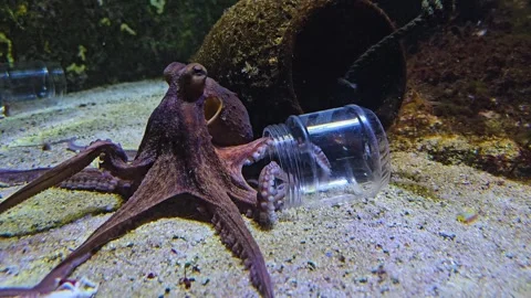 Close up view of a small octopus Stock Footage 266154898