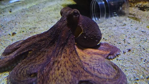 Close up view of a small octopus Stock Footage 266155203
