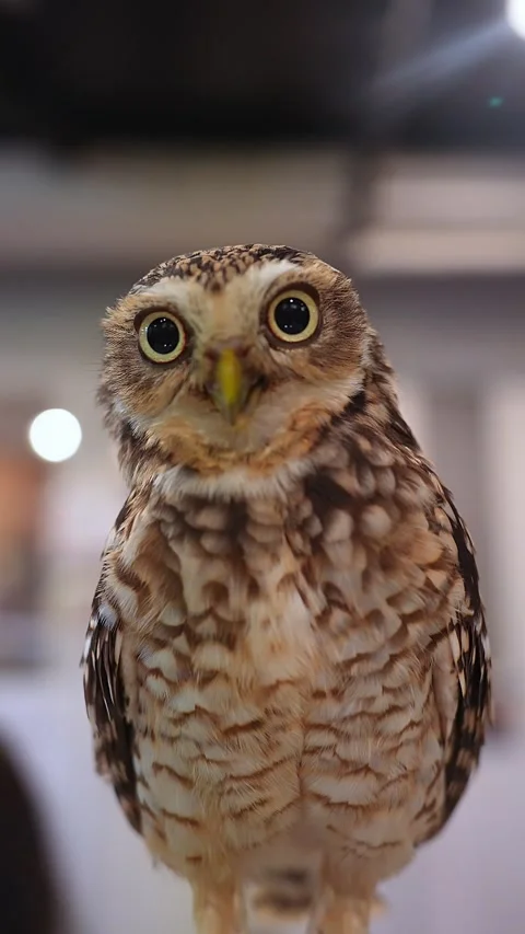 Close view of small owl with red leg band indoors in Japan Stock Footage 320880771