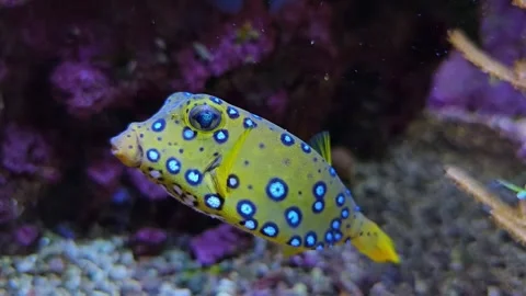 Close view of a small pufferfish  Stock Footage 261391618