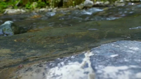 A close-up view of a small river forest Stock Footage 183292904